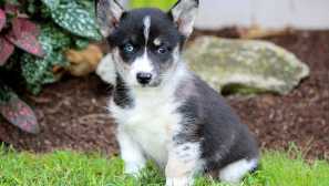 Machine corgi a husky - veselý, dobrého prirodzeného psa s neobvyklým vzhľadom